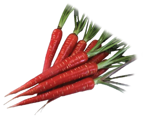 RED-STAR 1 